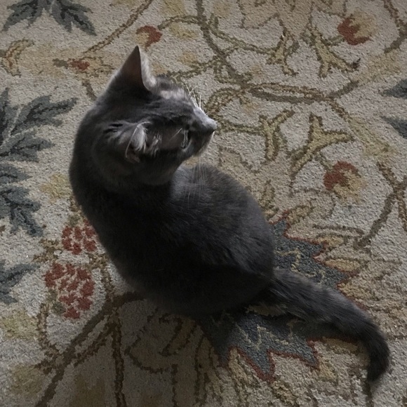 Meet your Posher, Julie - Picture 1 of 1